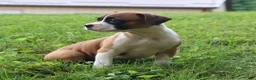Boxer dogs for sale: Piper - Ad 6