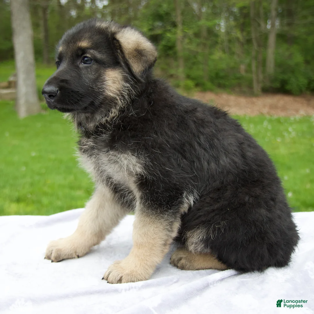 German Shepherd dogs for sale: Rose - Ad 2
