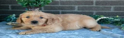 Golden Retriever dogs for sale: Phoebe - Ad 3