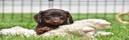 Miniature Dachshund dogs for sale: Bo - Ad 5