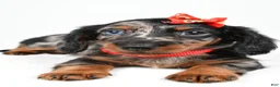 Miniature Dachshund dogs for sale: Marshall - Ad 5
