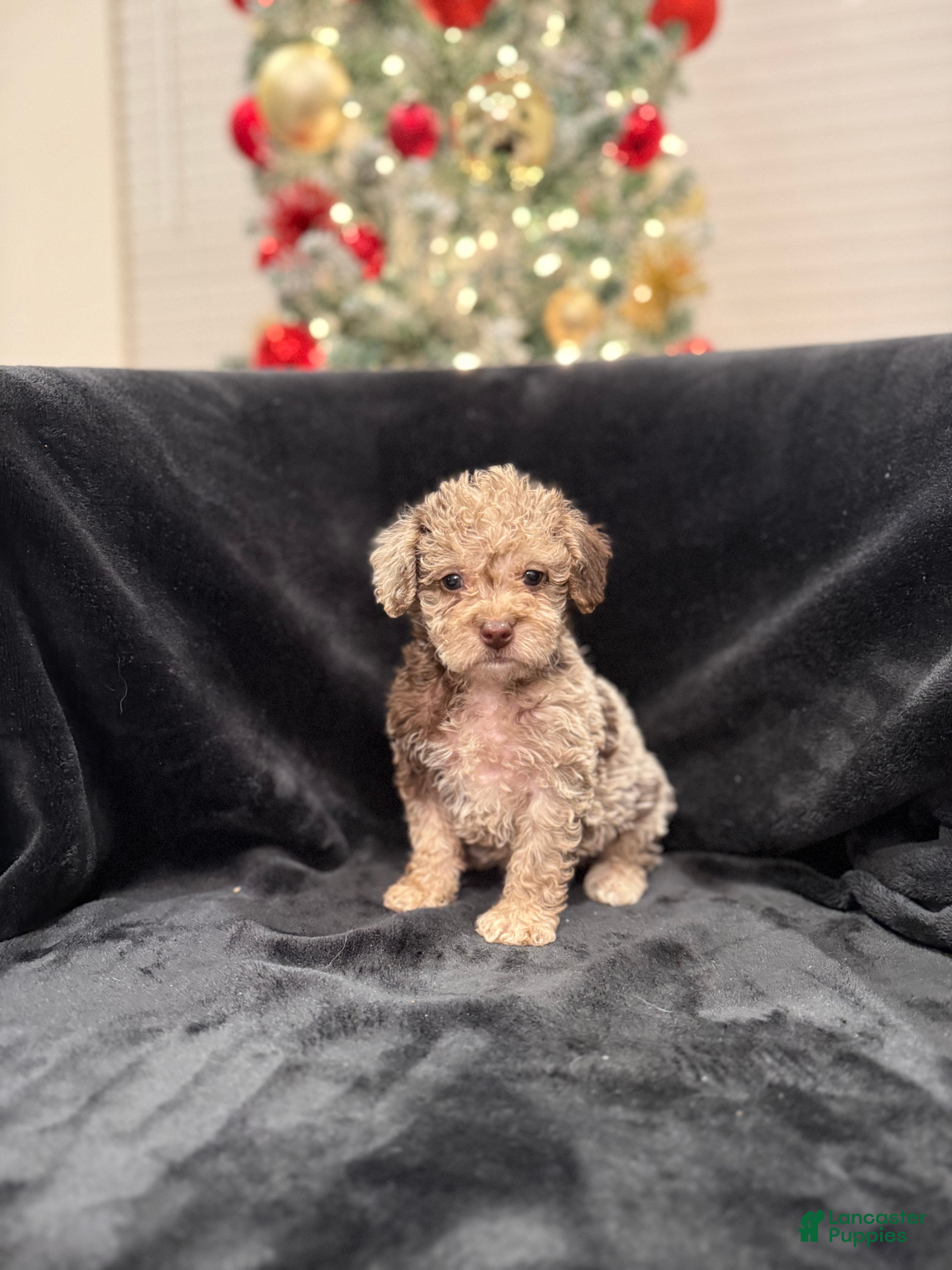 Schnoodle dogs Anita TOY  - Ad 5