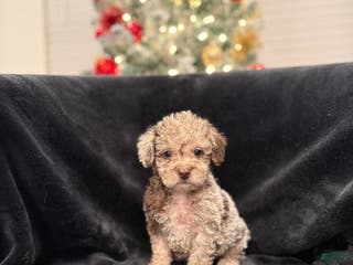 Schnoodle dogs Anita TOY - Ad 5