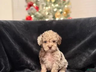 Schnoodle dogs Anita TOY - Ad 8