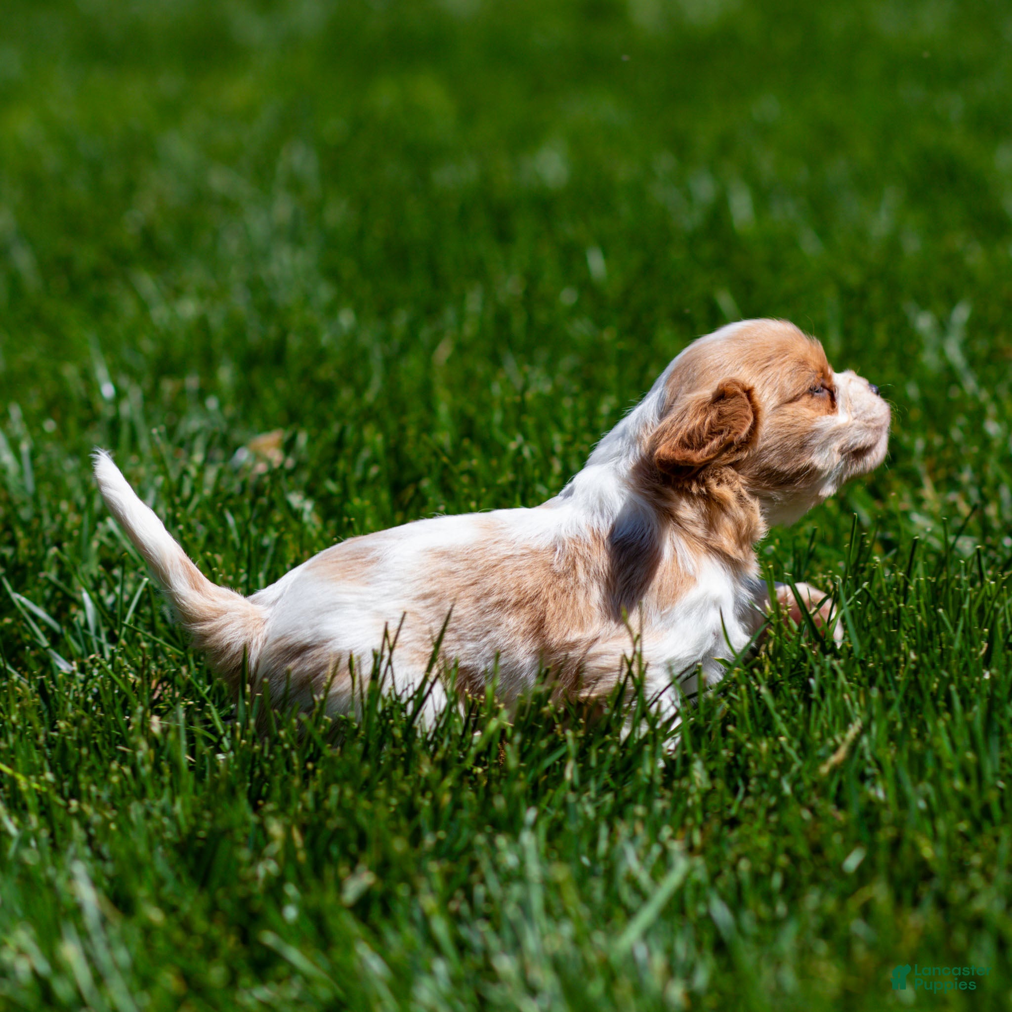 Cavalier King Charles Spaniel dogs Peach Cavalier King Charles Spaniel Puppy  - Ad 2