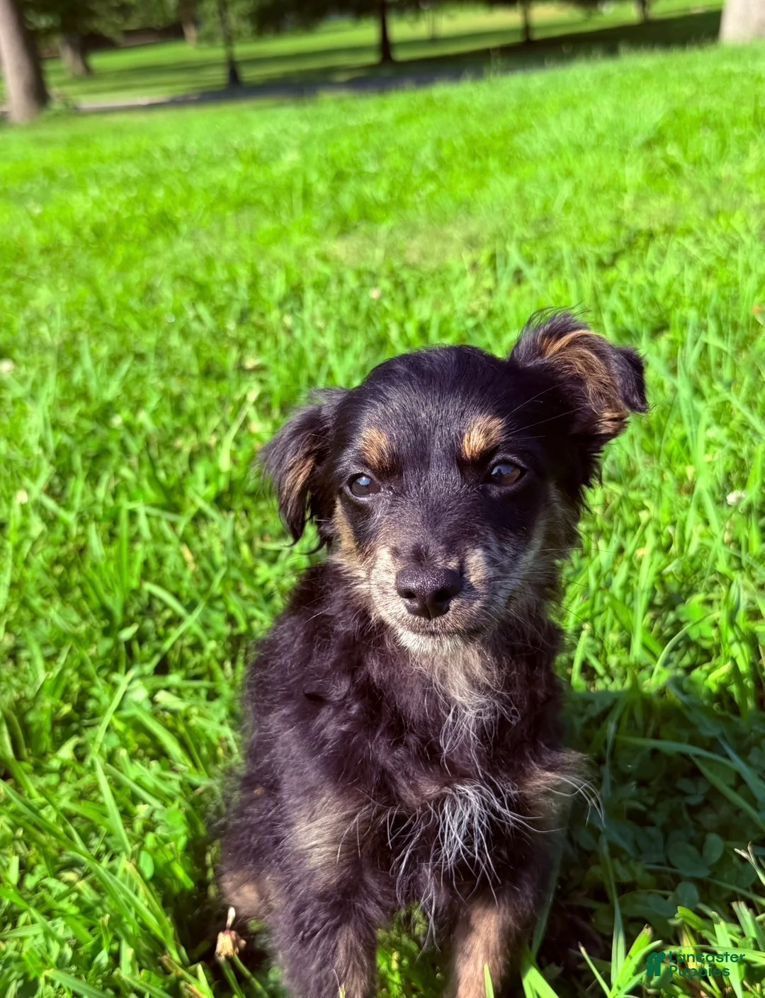 Pomapoo dogs for sale: Sparkles - Ad 2