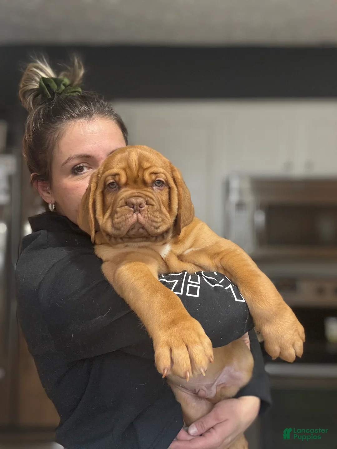 Dogue De Bordeaux dogs for sale: Dogue De Bordeaux Puppy  - Ad 3