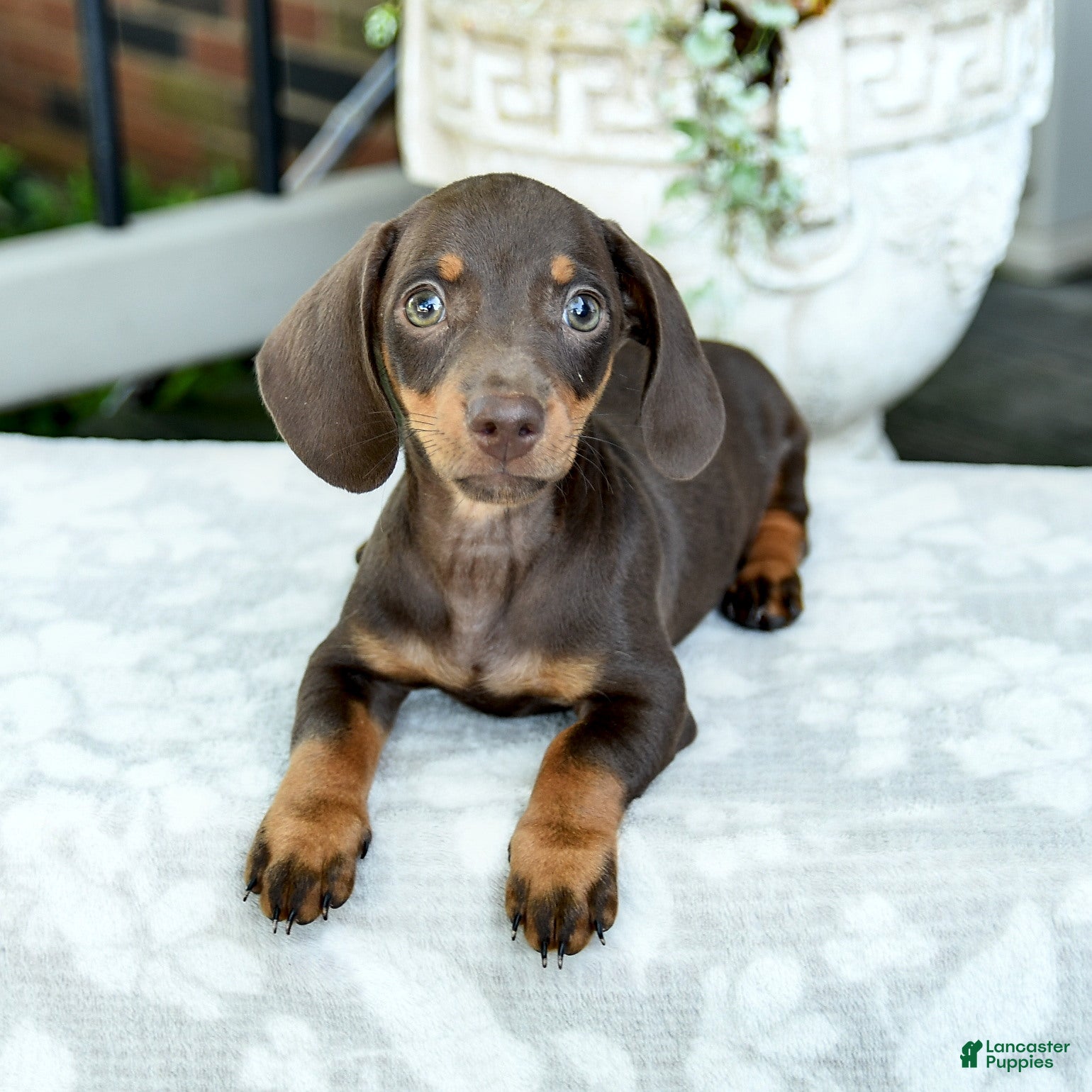 Miniature Dachshund dogs Dorian - Ad 2
