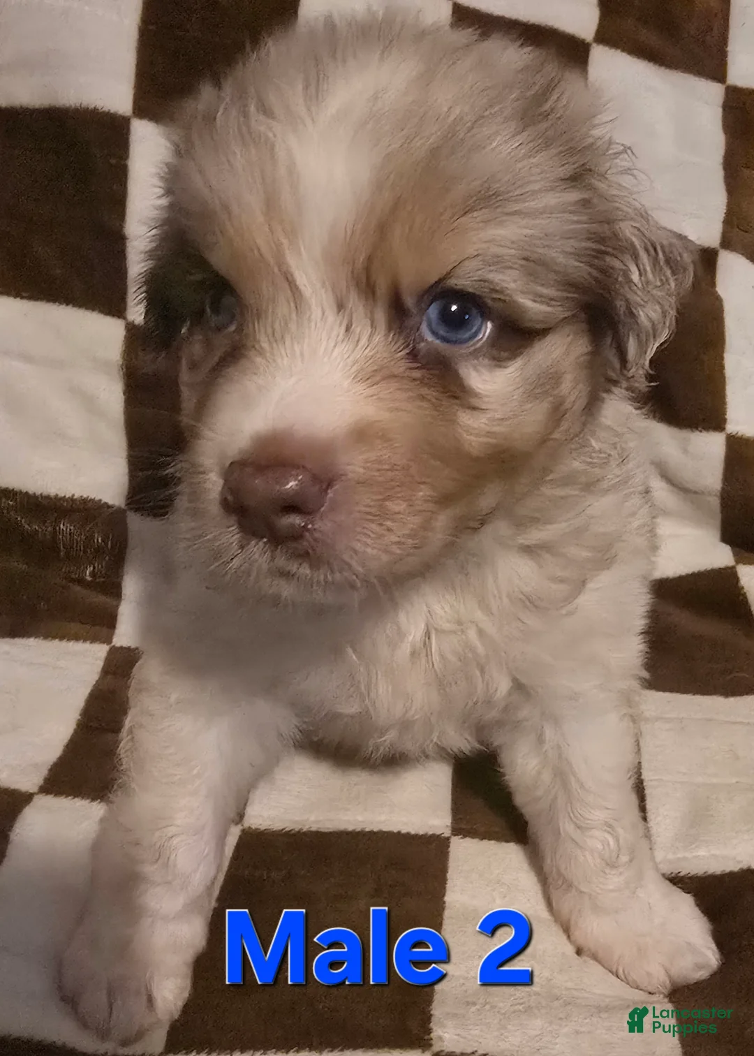 Australian Shepherd dogs for sale: Male 2 - Ad 2