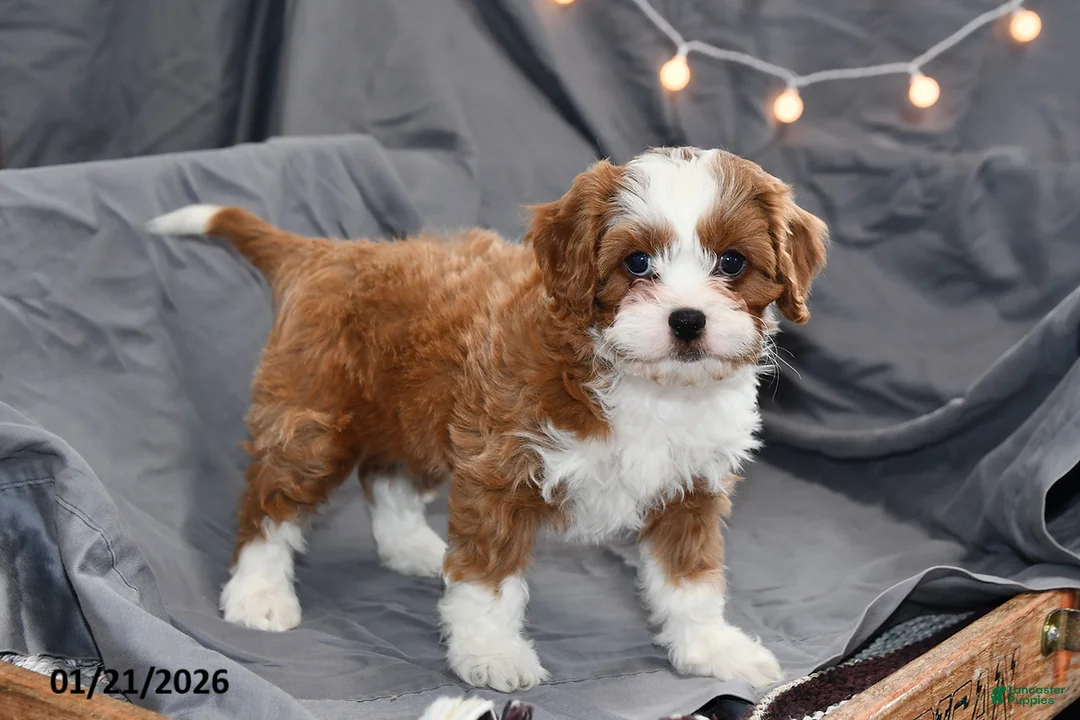 Cavapoo dogs for sale: Molly - Ad 2
