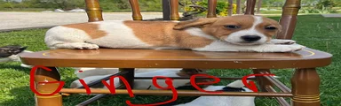 Ginger