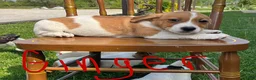 Jack Russell Terrier dogs for sale: Ginger - Ad 1
