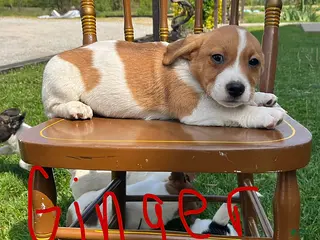 Jack Russell Terrier dogs Ginger - Ad 18