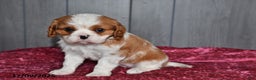 Cavalier King Charles Spaniel dogs for sale: Duchess - Ad 4