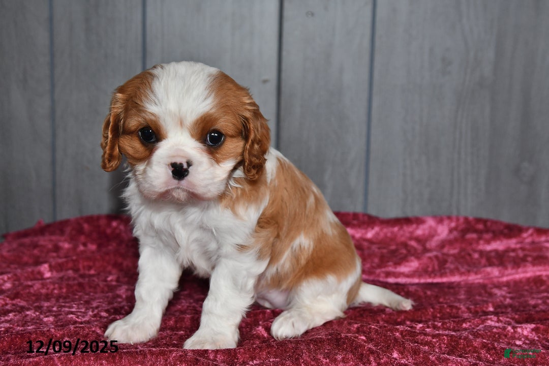Cavalier King Charles Spaniel dogs for sale: Duchess - Ad 4