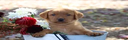 Labrador Retriever dogs for sale: Hunter - Ad 1