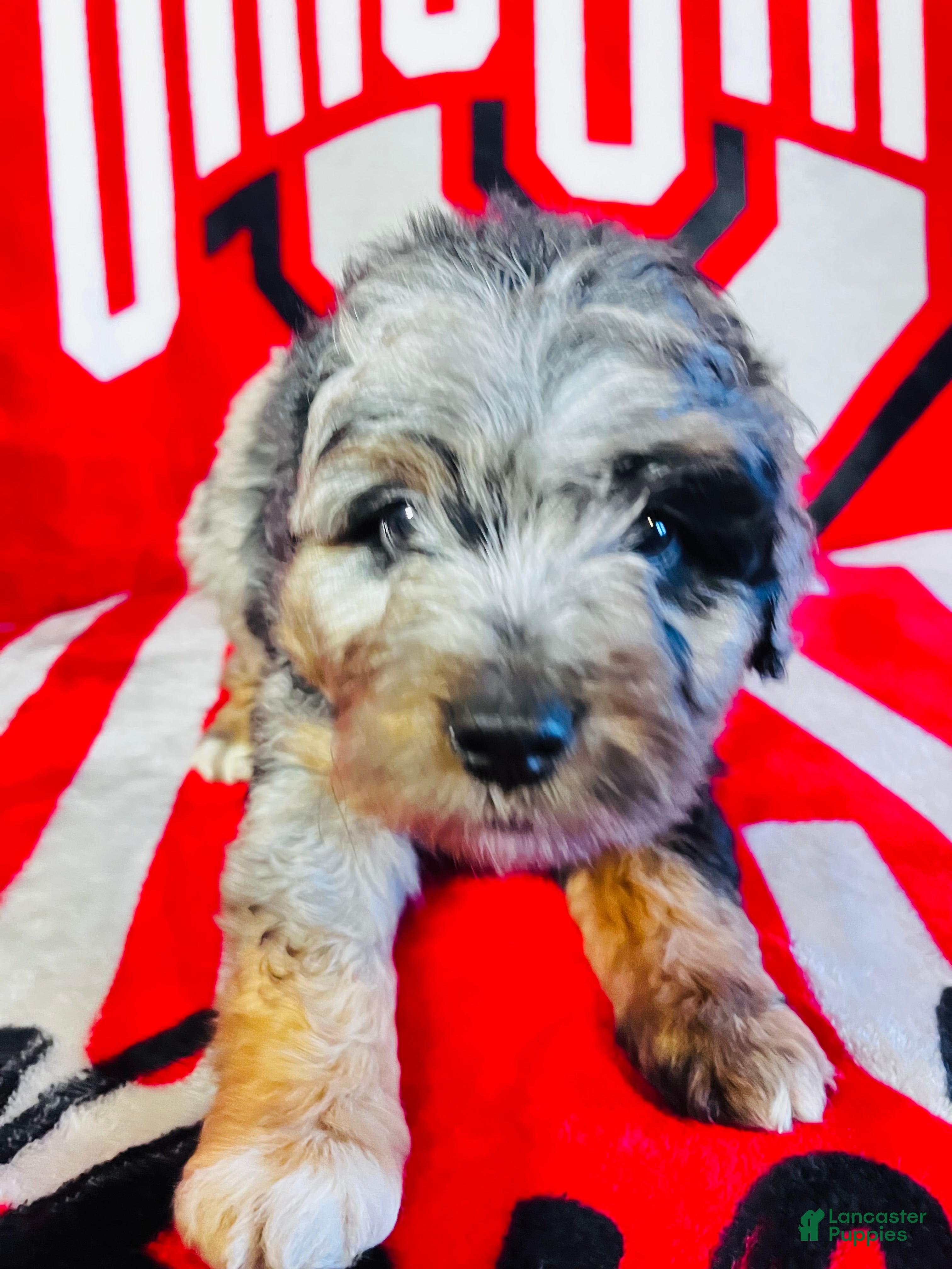 Mini Aussiedoodle dogs Chase-Merle - Ad 2