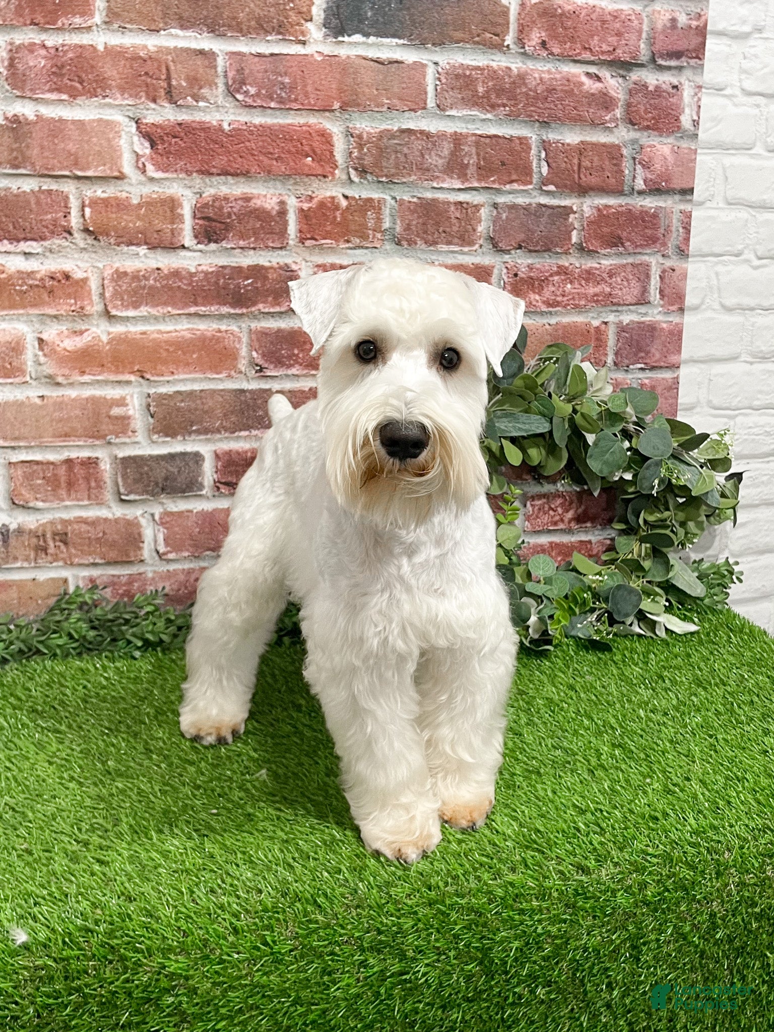 Miniature Schnauzer dogs Alex - Ad 42