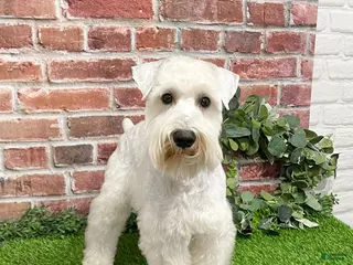 Miniature Schnauzer dogs Alex - Ad 33