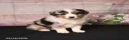 Miniature Australian Shepherd dogs for sale: Tulip - Ad 3