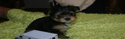 Yorkshire Terrier dogs for sale: Bell - Ad 1