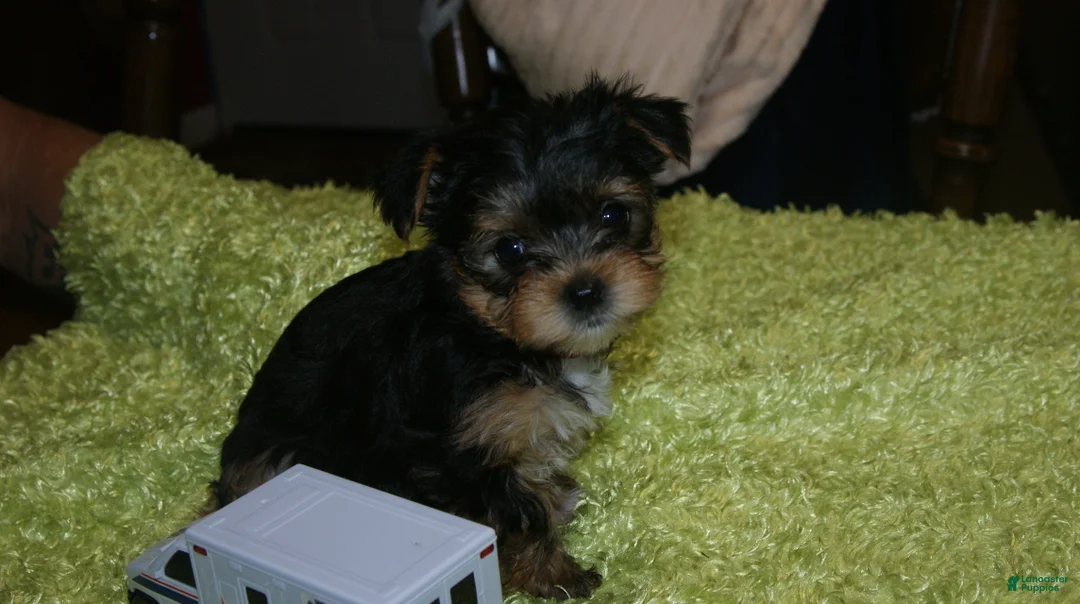 Yorkshire Terrier dogs for sale: Bell - Ad 1