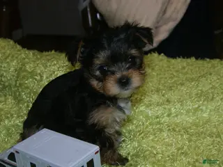 Yorkshire Terrier dogs for sale: Bell - Ad 3