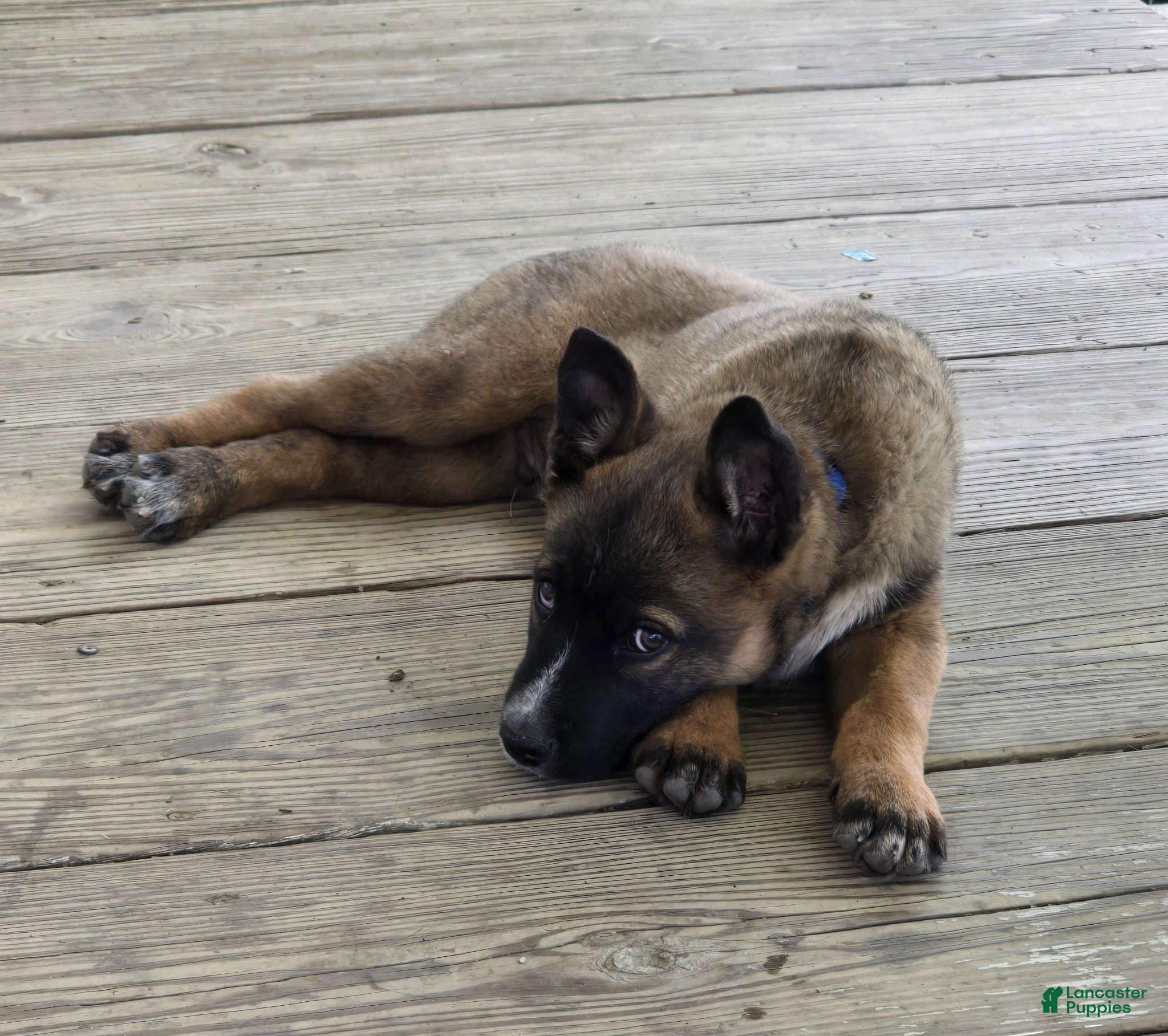 Mixed Breed dogs HANK - Ad 1