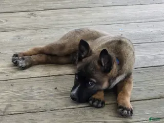 Mixed Breed dogs for sale: HANK - Ad 2