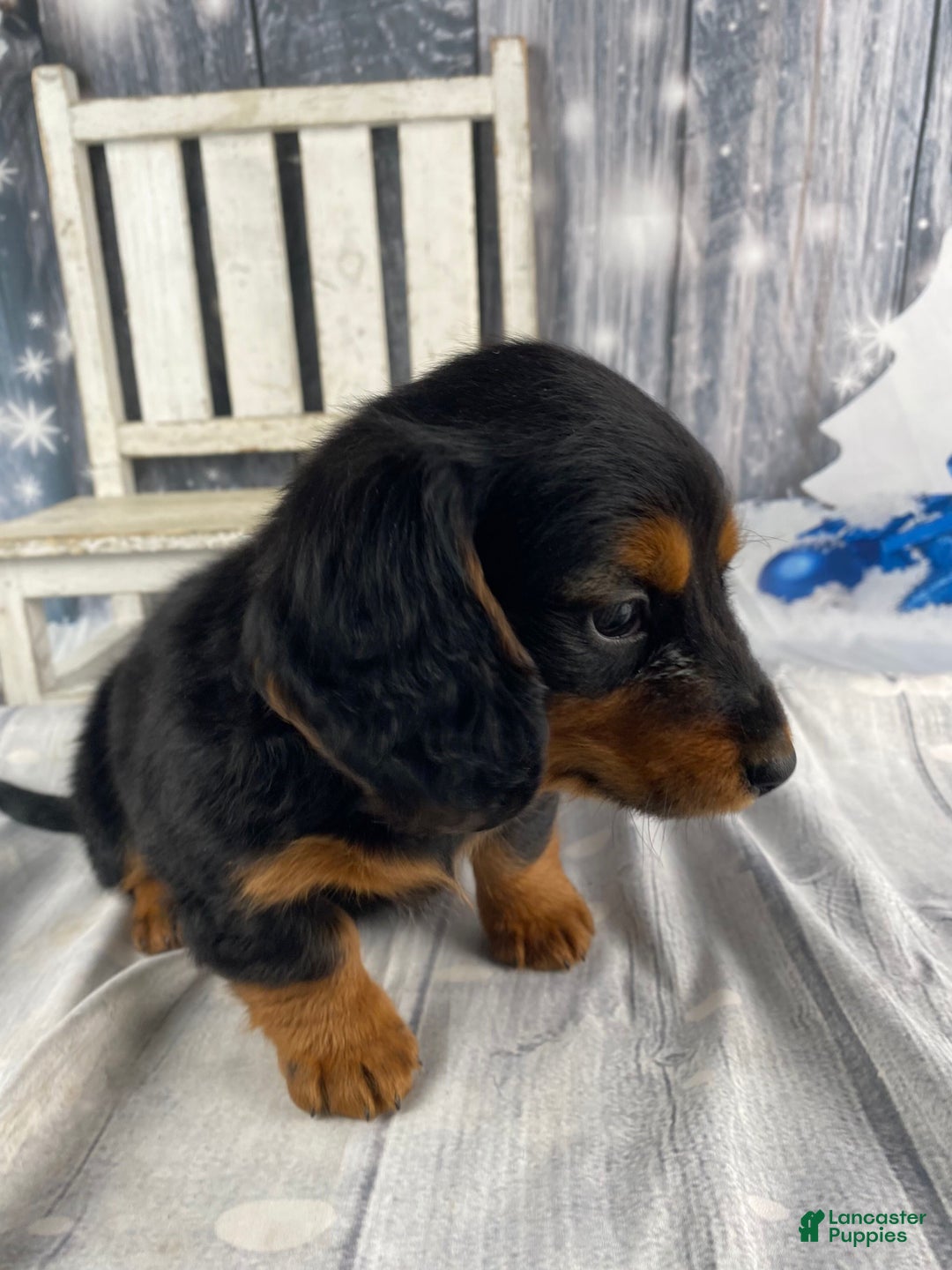 Miniature Dachshund dogs for sale: Bonnie - Ad 7
