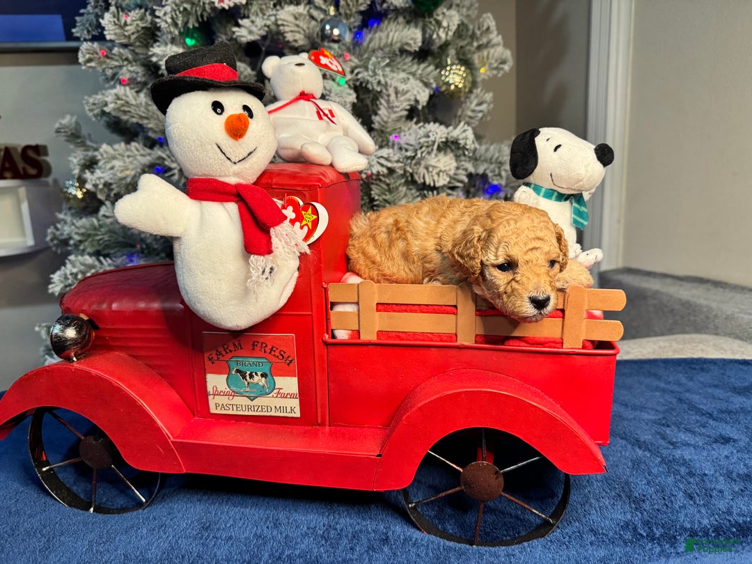 Toy Poodle dogs for sale: Peanut - Ad 1