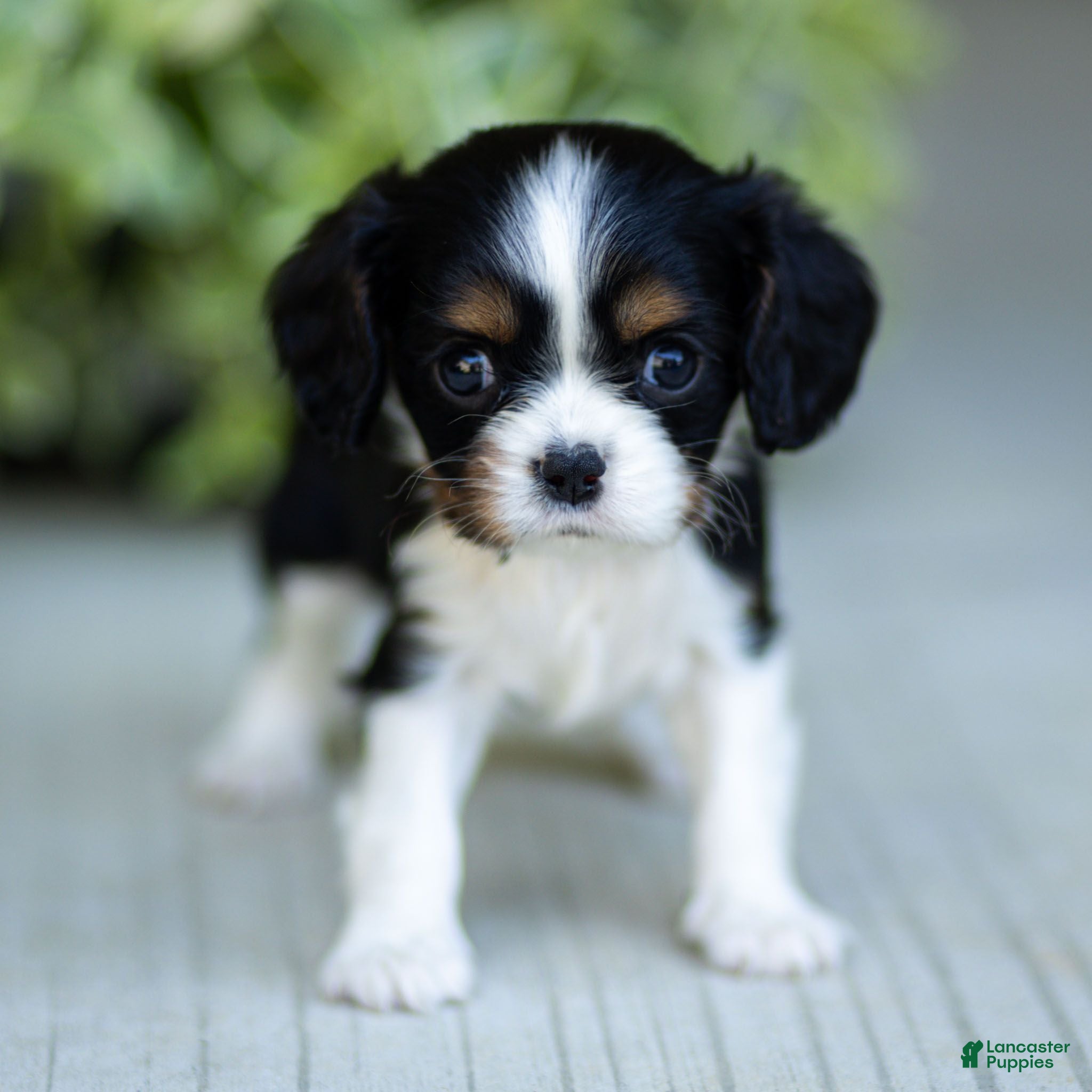 Cavalier King Charles Spaniel dogs Audrey - Ad 1