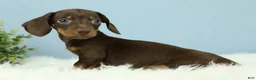Miniature Dachshund dogs for sale: Thor 🧸 - Ad 7