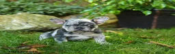 French Bulldog dogs for sale: Frosty - Ad 4