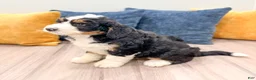 Mini Bernedoodle dogs for sale: Cody - Ad 3