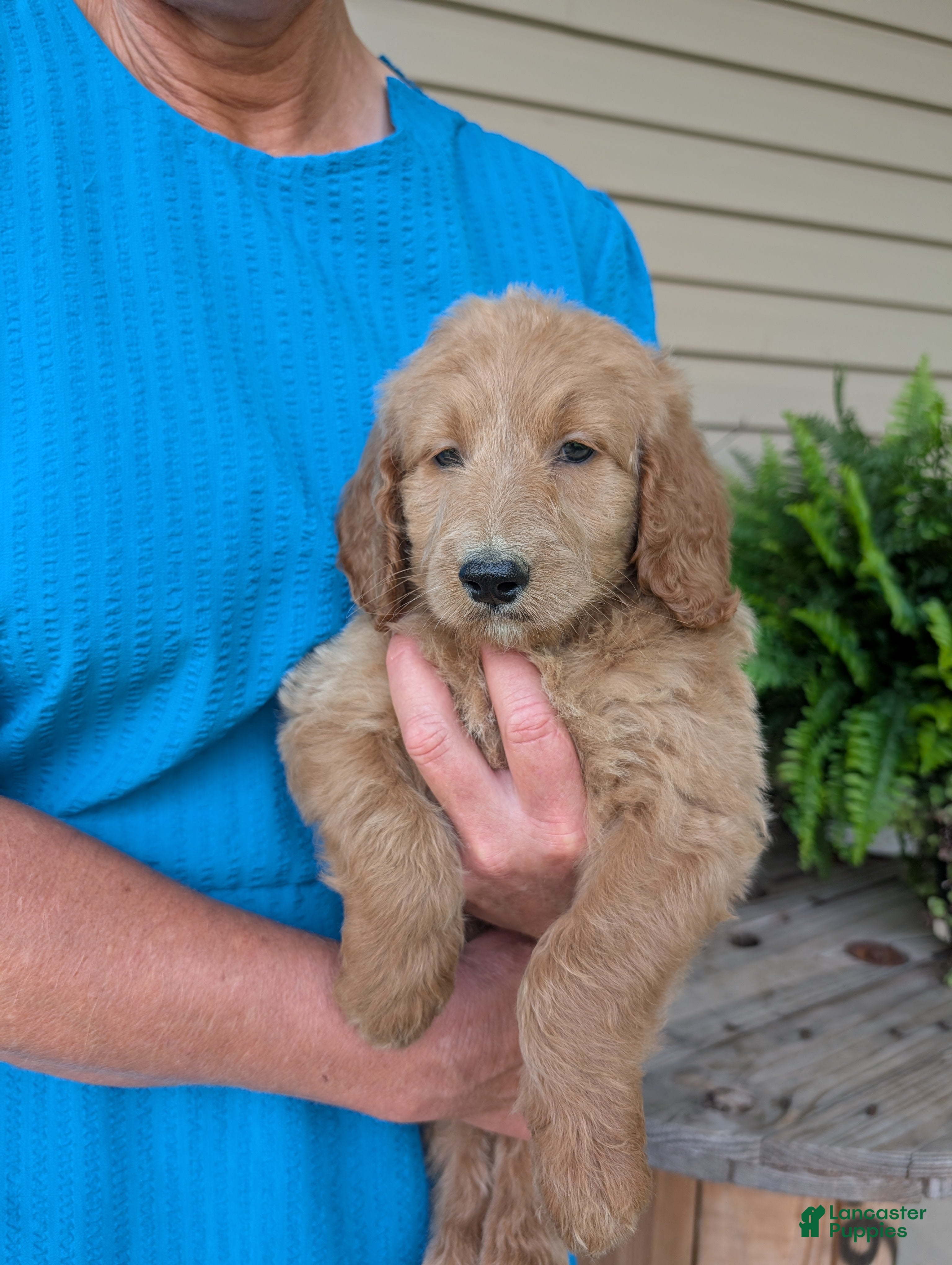 Goldendoodle dogs Libby  - Ad 1