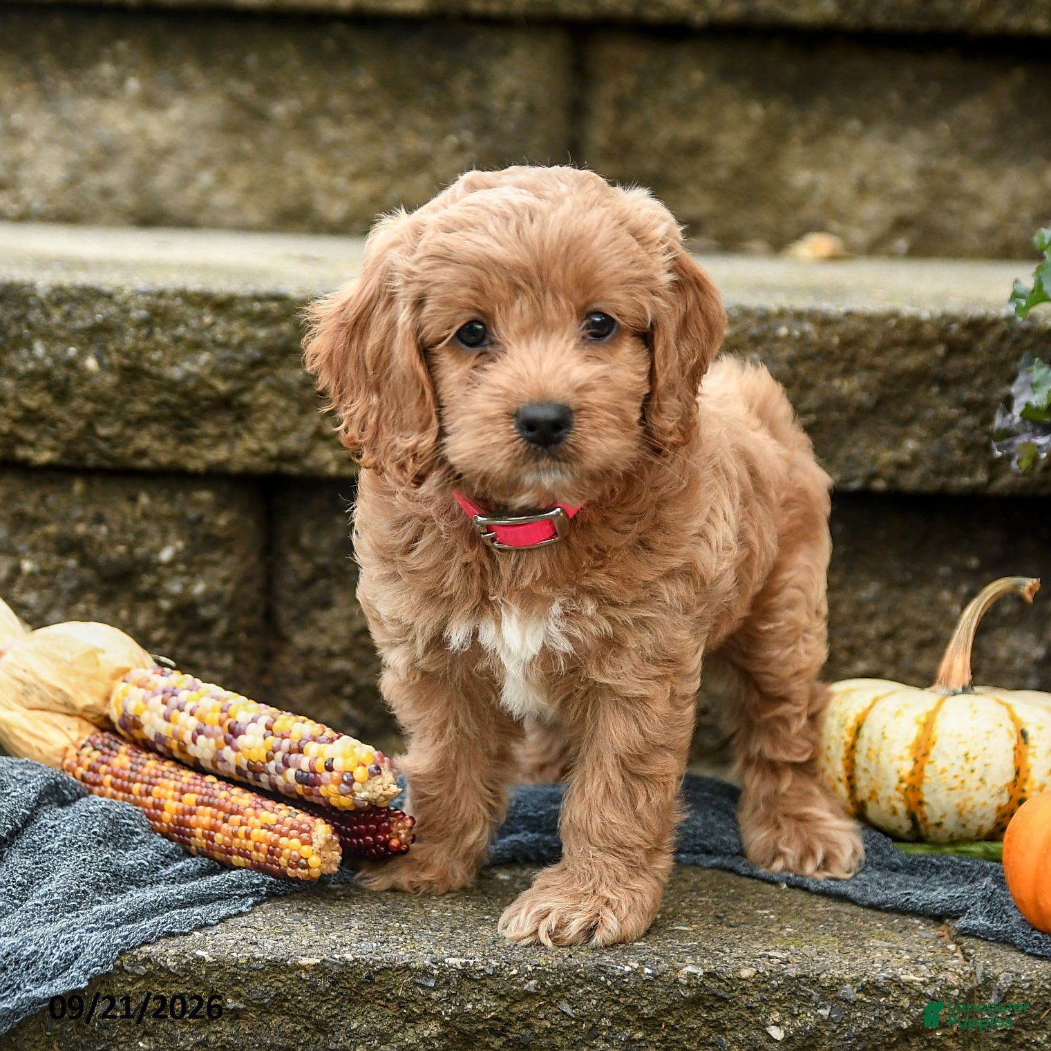 Cockapoo dogs Daisy - Ad 1
