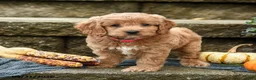 Cockapoo dogs for sale: Daisy - Ad 1