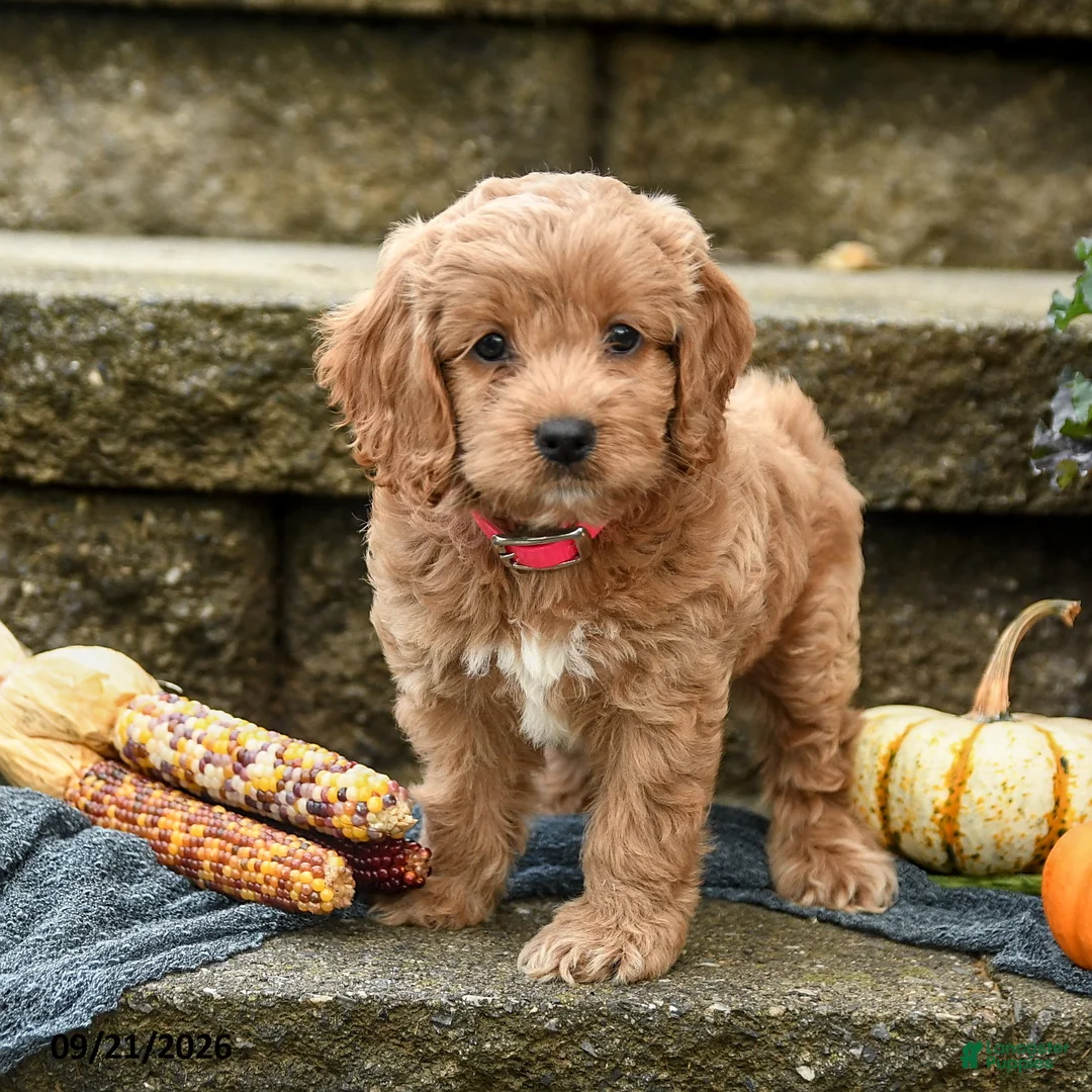 Cockapoo dogs for sale: Daisy - Ad 1