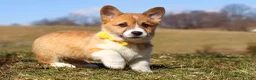 Welsh Corgi Pembroke dogs for sale: Ethan - Ad 8