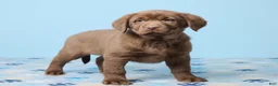 Labrador Retriever dogs for sale: Scout - Ad 3