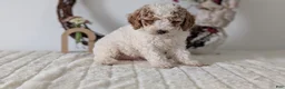 Miniature Poodle dogs for sale: Saint - Ad 6