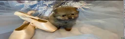 Pomeranian dogs for sale: Biscotti - Ad 17