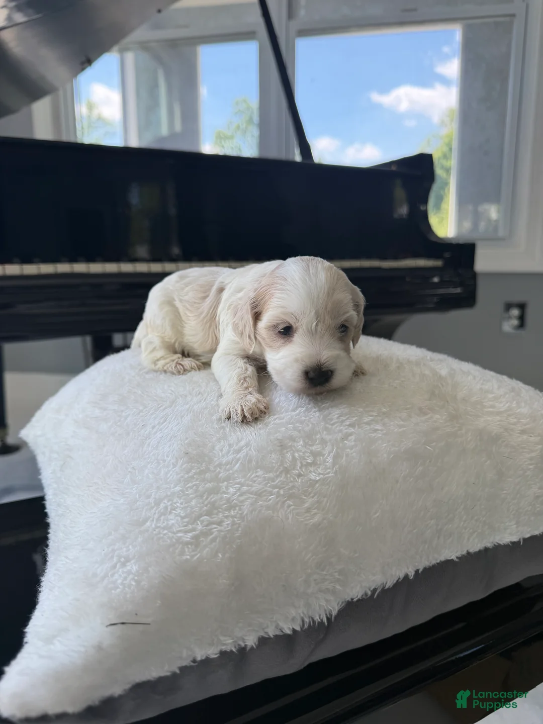 Cockapoo dogs for sale: Fortune - Ad 1