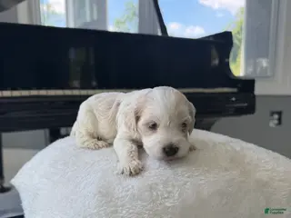 Cockapoo dogs for sale: Fortune - Ad 2