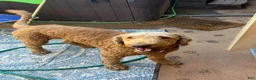 Goldendoodle dogs for sale: Onyx - Ad 7