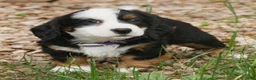 Mini Bernedoodle dogs for sale: Charlotte  - Ad 3