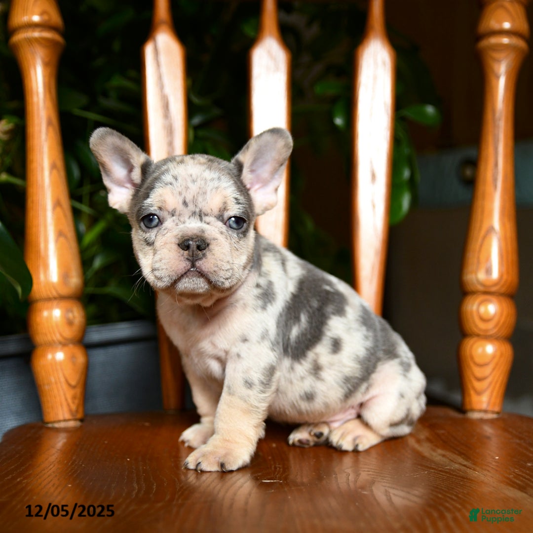 French Bulldog dogs for sale: Buddy - Ad 5