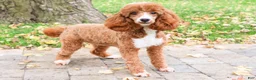 Miniature Poodle dogs for sale: Adeline - Ad 7