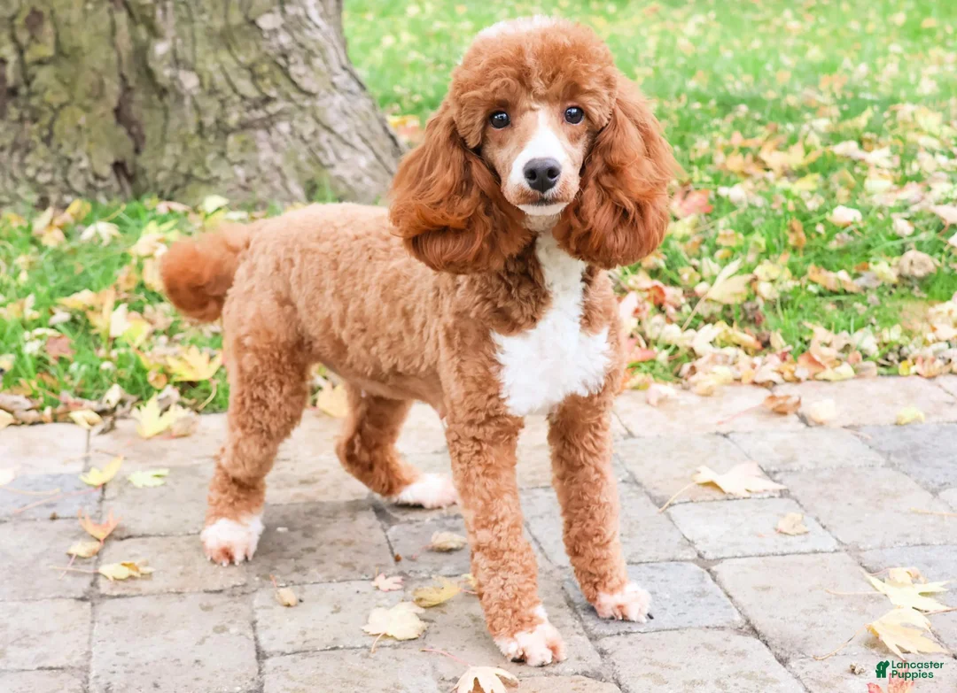 Miniature Poodle dogs for sale: Adeline - Ad 7